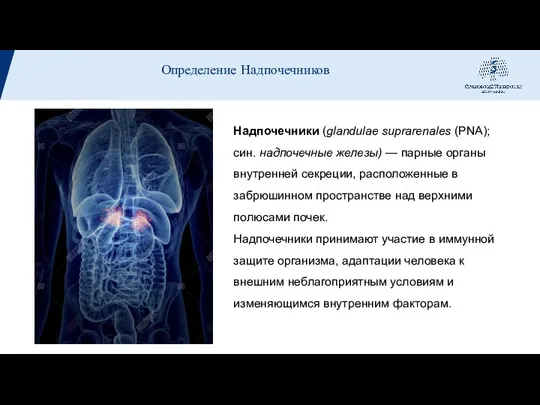 Надпочечники (glandulae suprarenales (PNA); син. надпочечные железы) — парные органы внутренней секреции,