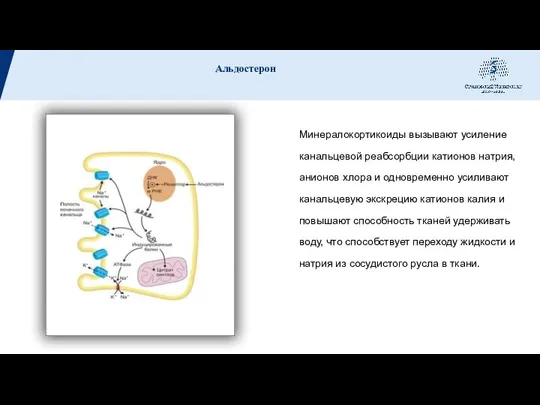 Минералокортикоиды вызывают усиление канальцевой реабсорбции катионов натрия, анионов хлора и одновременно усиливают