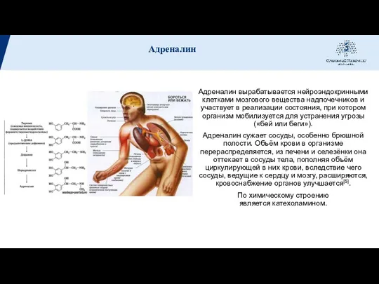 Адреналин вырабатывается нейроэндокринными клетками мозгового вещества надпочечников и участвует в реализации состояния,