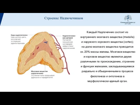 Каждый Надпочечник состоит из внутреннего мозгового вещества (medulla) и наружного коркового вещества