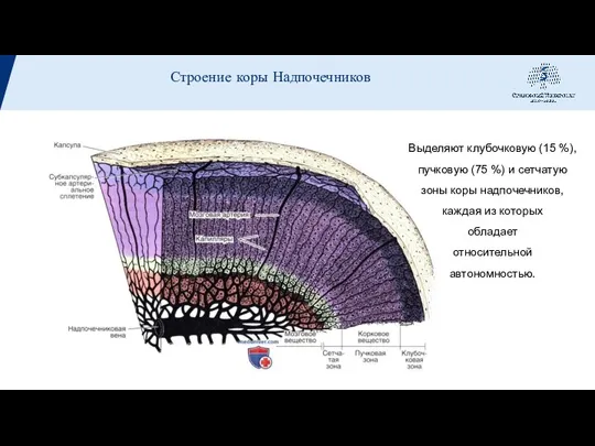Выделяют клубочковую (15 %), пучковую (75 %) и сетчатую зоны коры надпочечников,