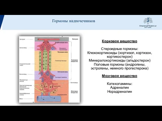 Корковое вещество Стероидные гормоны: Клюкокортикоиды (кортизол, кортизон, кортикостерон) Минералокортикоиды (альдостерон) Половые гормоны