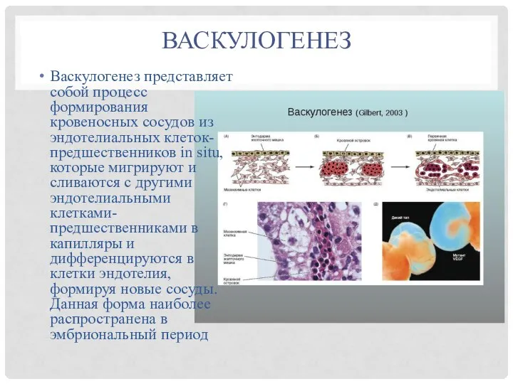 ВАСКУЛОГЕНЕЗ Васкулогенез представляет собой процесс формирования кровеносных сосудов из эндотелиальных клеток-предшественников in