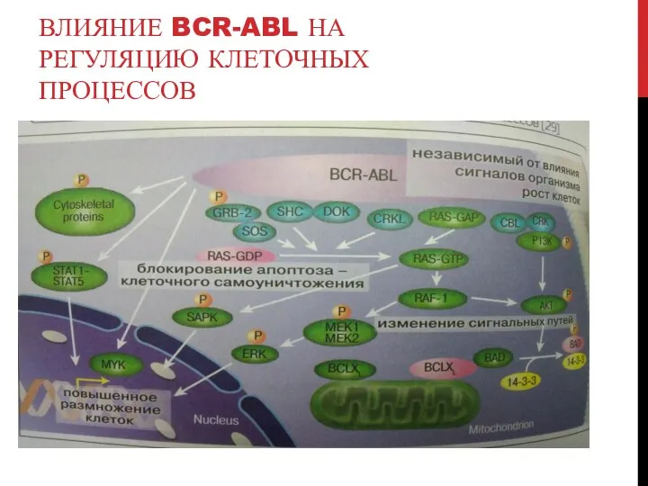 ВЛИЯНИЕ BCR-ABL НА РЕГУЛЯЦИЮ КЛЕТОЧНЫХ ПРОЦЕССОВ