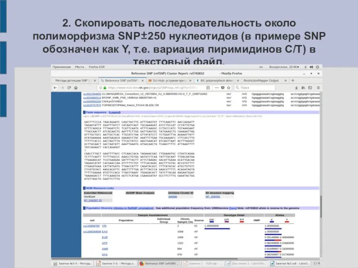 2. Скопировать последовательность около полиморфизма SNP±250 нуклеотидов (в примере SNP обозначен как