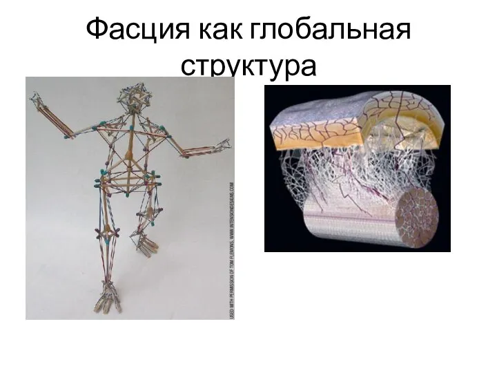 Фасция как глобальная структура