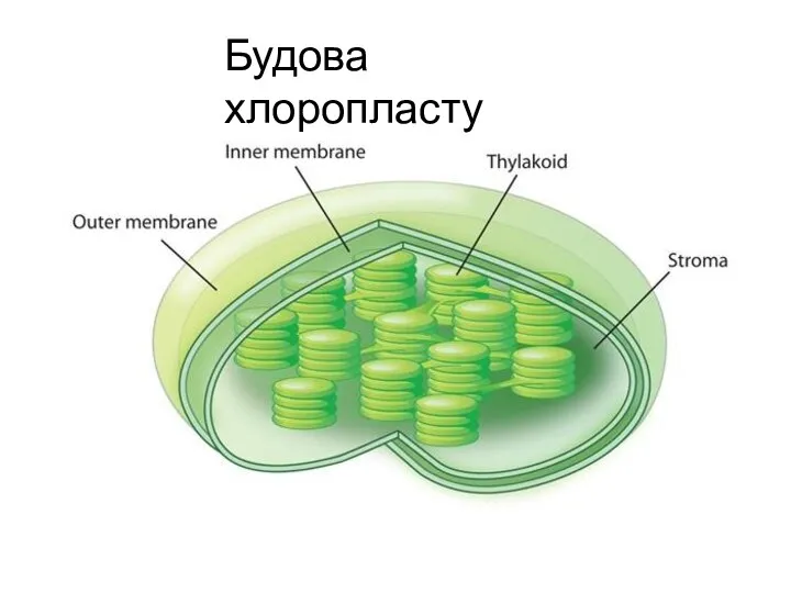 Будова хлоропласту