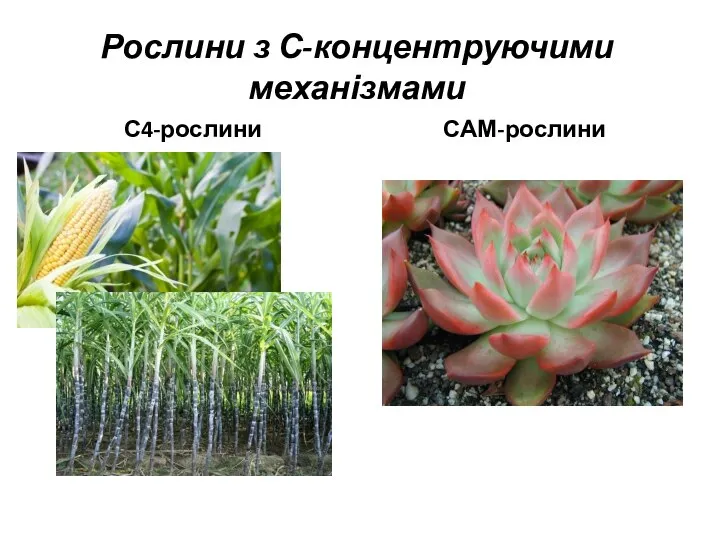Рослини з С-концентруючими механізмами С4-рослини САМ-рослини