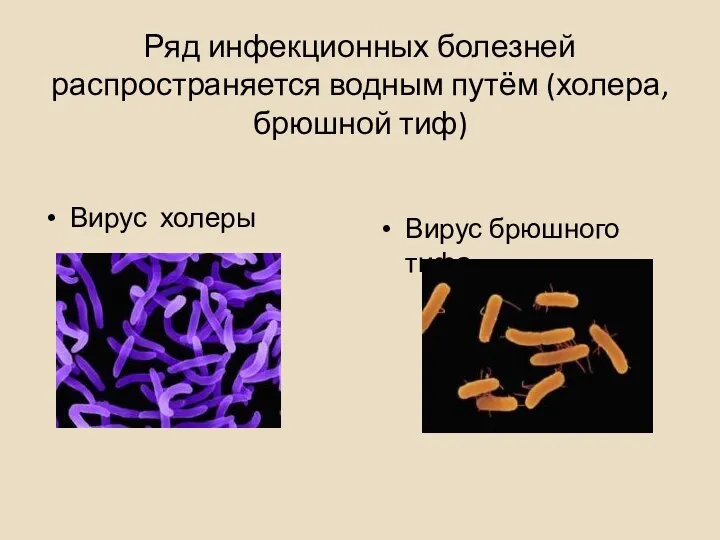 Ряд инфекционных болезней распространяется водным путём (холера, брюшной тиф) Вирус холеры Вирус брюшного тифа