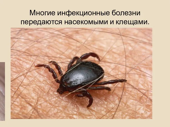 Многие инфекционные болезни передаются насекомыми и клещами.