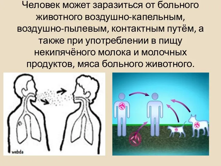 Человек может заразиться от боль­ного животного воздушно-капельным, воздушно-пылевым, контактным путём, а также