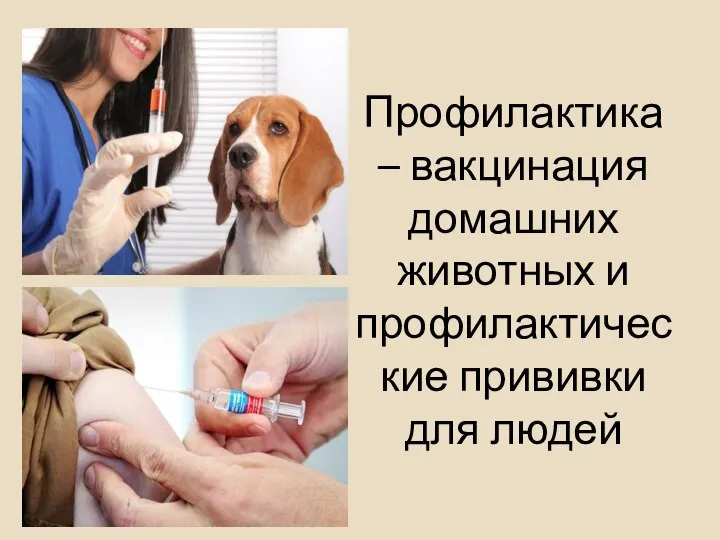 Профилактика – вакцинация домашних животных и профилактические прививки для людей
