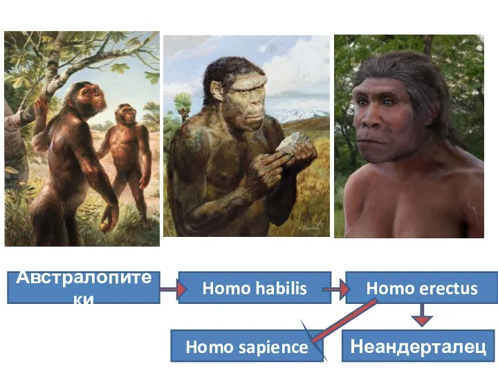 Австралопитеки Homo habilis Homo erectus Неандерталец Homo sapience