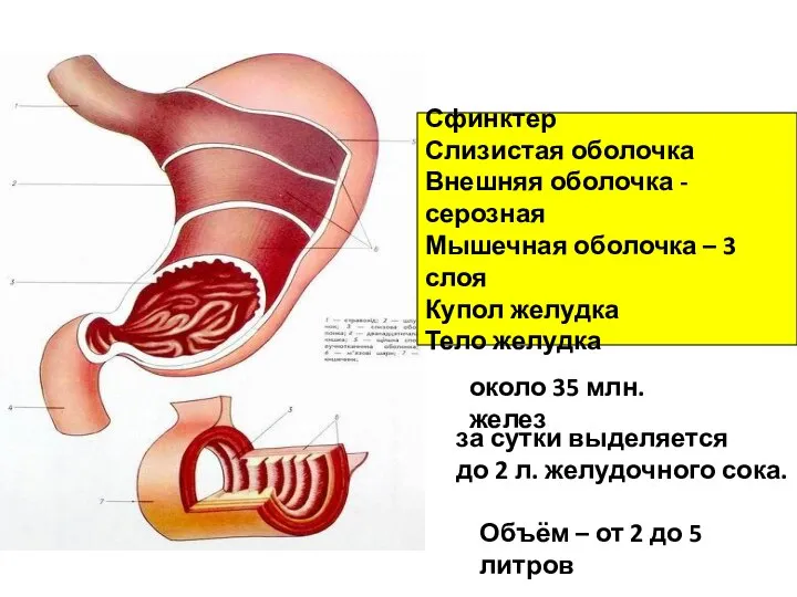 Сфинктер Слизистая оболочка Внешняя оболочка -серозная Мышечная оболочка – 3 слоя Купол