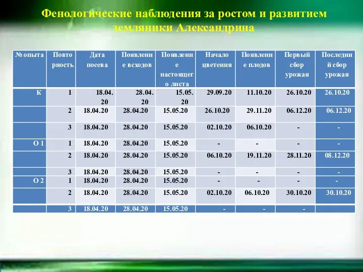 Фенологические наблюдения за ростом и развитием земляники Александрина