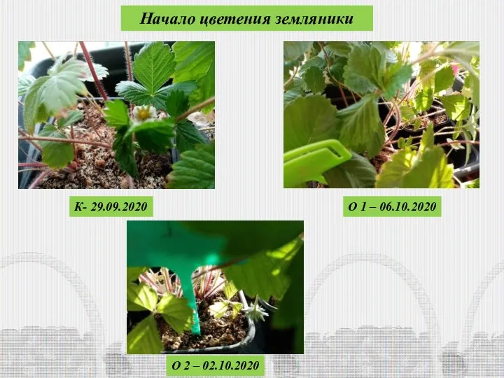 Начало цветения земляники К- 29.09.2020 О 1 – 06.10.2020 О 2 – 02.10.2020