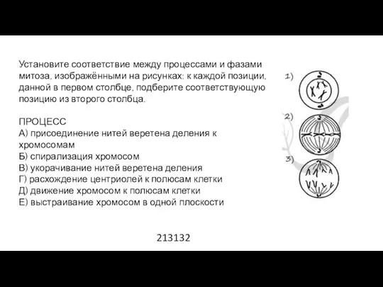 Установите соответствие между процессами и фазами митоза, изображёнными на рисунках: к каждой