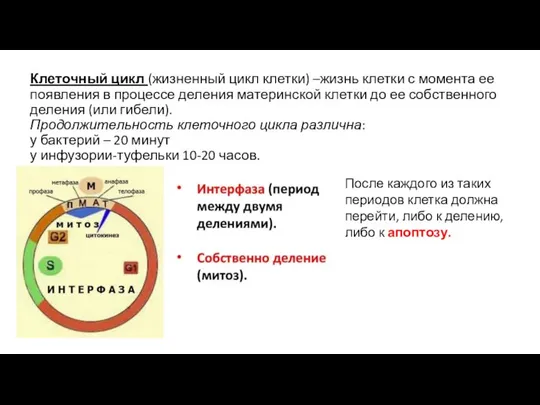 Клеточный цикл (жизненный цикл клетки) –жизнь клетки с момента ее появления в