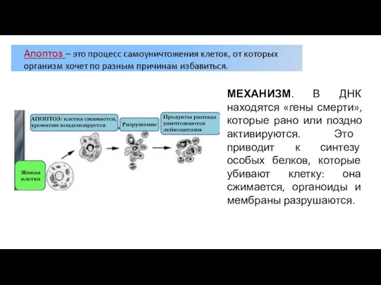 МЕХАНИЗМ. В ДНК находятся «гены смерти», которые рано или поздно активируются. Это