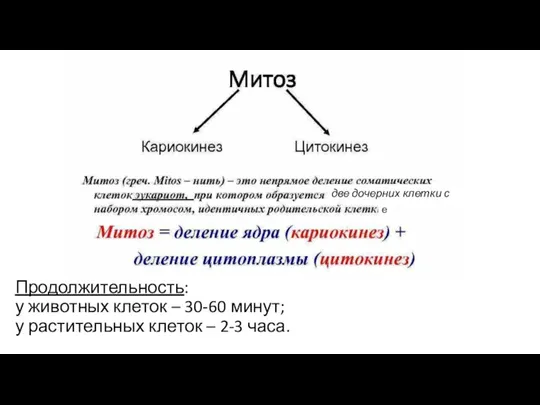 Продолжительность: у животных клеток – 30-60 минут; у растительных клеток – 2-3