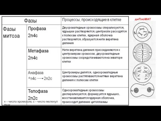 диПлоМАТ n – число хромосом, с – число молекул ДНК 4