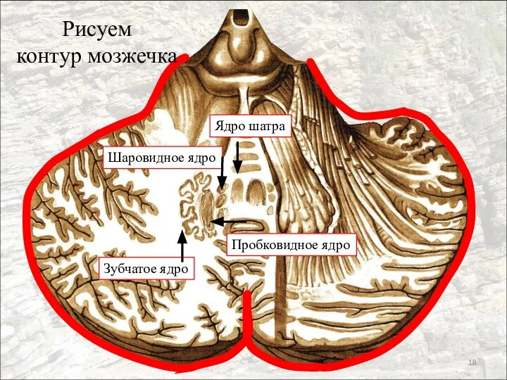 Рисуем контур мозжечка Ядро шатра Шаровидное ядро Пробковидное ядро Зубчатое ядро