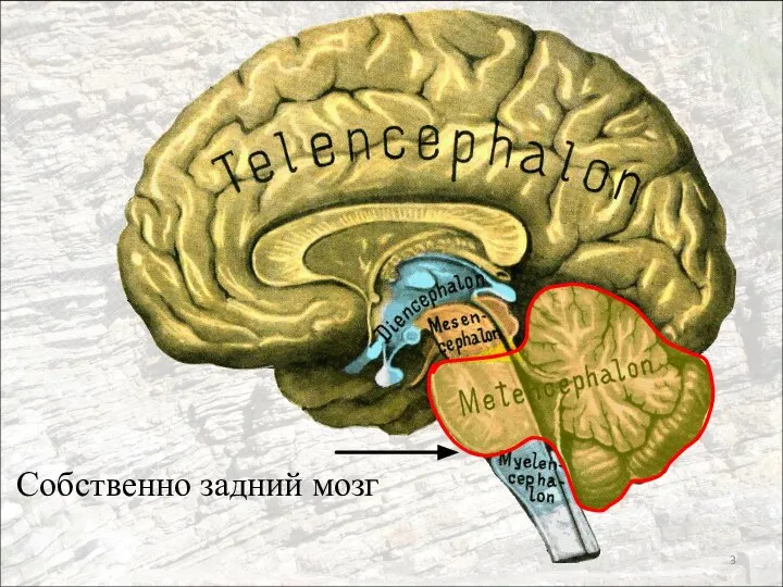 Собственно задний мозг