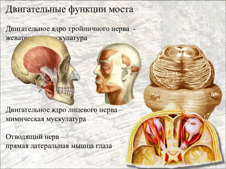 Двигательные функции моста Двигательное ядро тройничного нерва - жевательная мускулатура Двигательное ядро