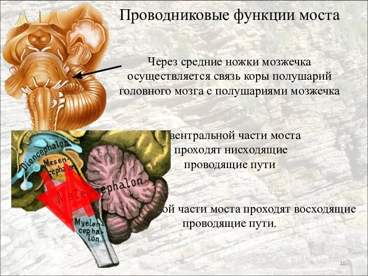 Проводниковые функции моста Через средние ножки мозжечка осуществляется связь коры полушарий головного