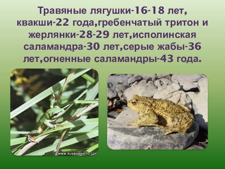 Травяные лягушки-16-18 лет,квакши-22 года,гребенчатый тритон и жерлянки-28-29 лет,исполинская саламандра-30 лет,серые жабы-36 лет,огненные саламандры-43 года.
