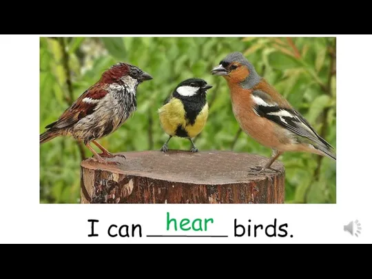 I can birds. hear