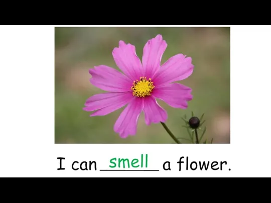 I can a flower. smell