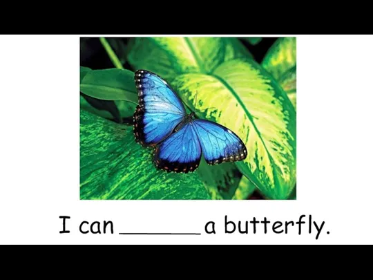 I can a butterfly.