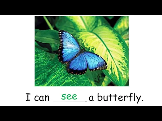 I can a butterfly. see