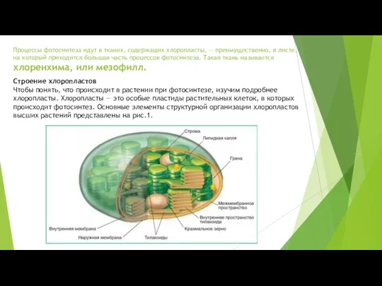 Процессы фотосинтеза идут в тканях, содержащих хлоропласты, — преимущественно, в листе, на