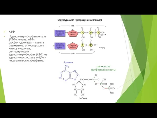 АТФ Аденозинтрифосфатсинта́за (АТФ-синта́за, АТФ-фосфогидролаза) — группа ферментов, относящихся к классу гидролаз, синтезирующих