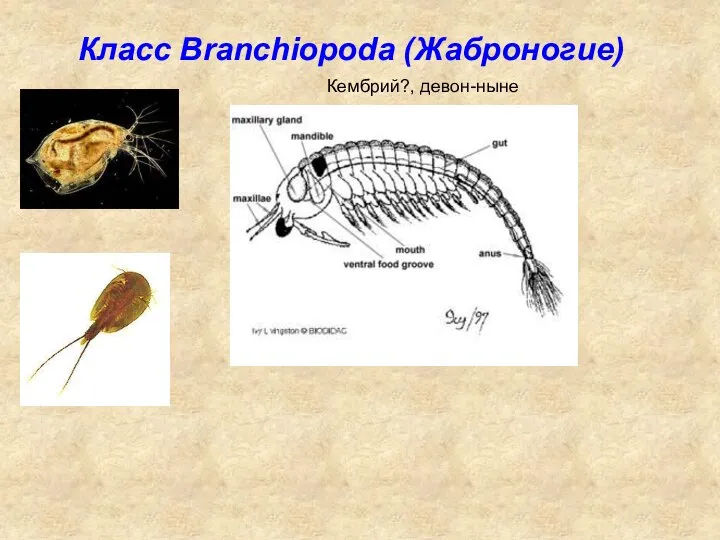 Класс Branchiopoda (Жаброногие) Кембрий?, девон-ныне