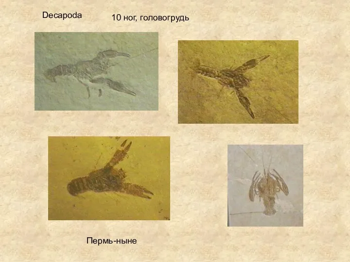 Decapoda 10 ног, головогрудь Пермь-ныне