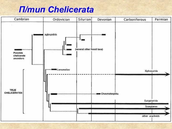 П/тип Chelicerata