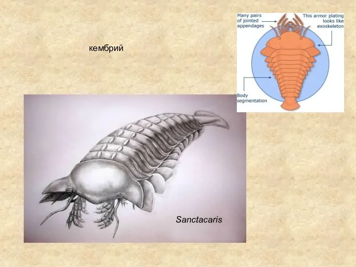 кембрий Sanctacaris