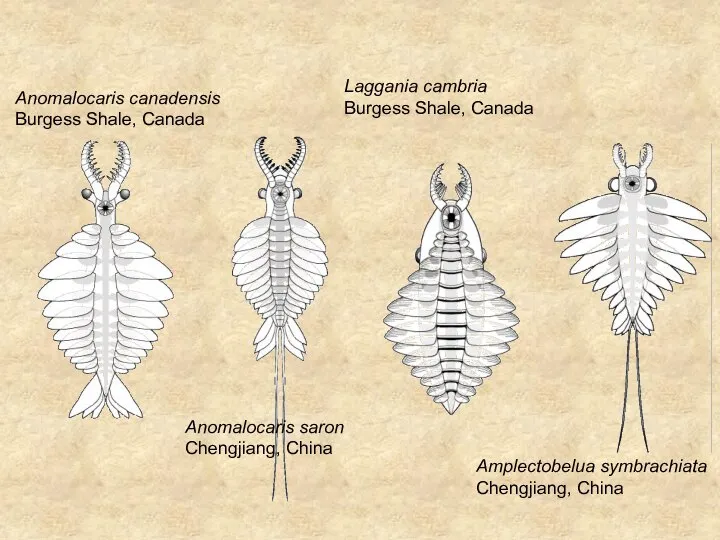Anomalocaris canadensis Burgess Shale, Canada Anomalocaris saron Chengjiang, China Laggania cambria Burgess