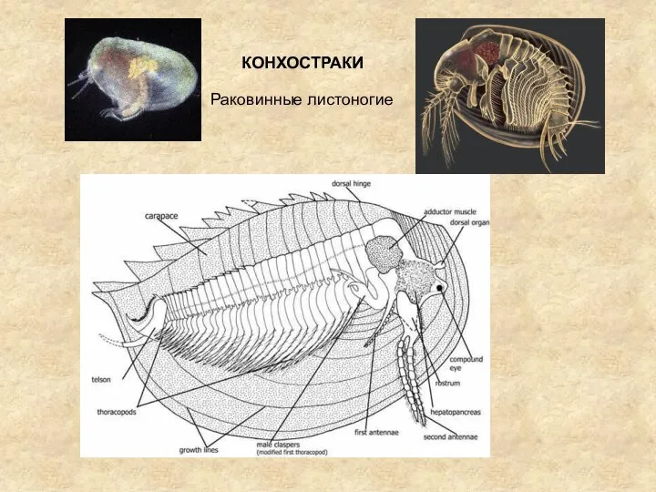 КОНХОСТРАКИ Раковинные листоногие