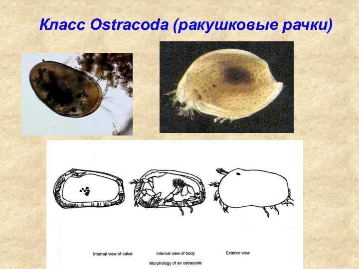 Класс Ostracoda (ракушковые рачки)