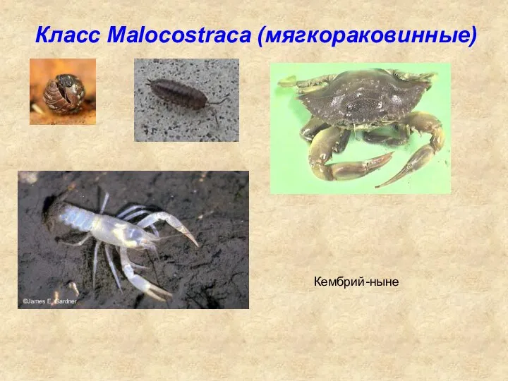 Класс Malocostraca (мягкораковинные) Кембрий-ныне