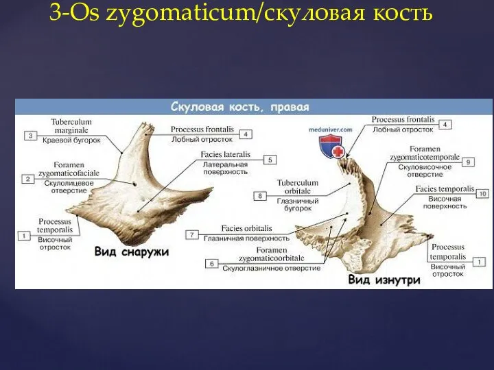 3-Os zygomaticum/скуловая кость