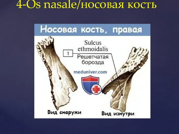4-Os nasale/носовая кость