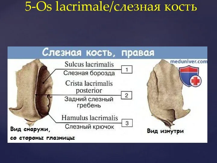 5-Os lacrimale/слезная кость