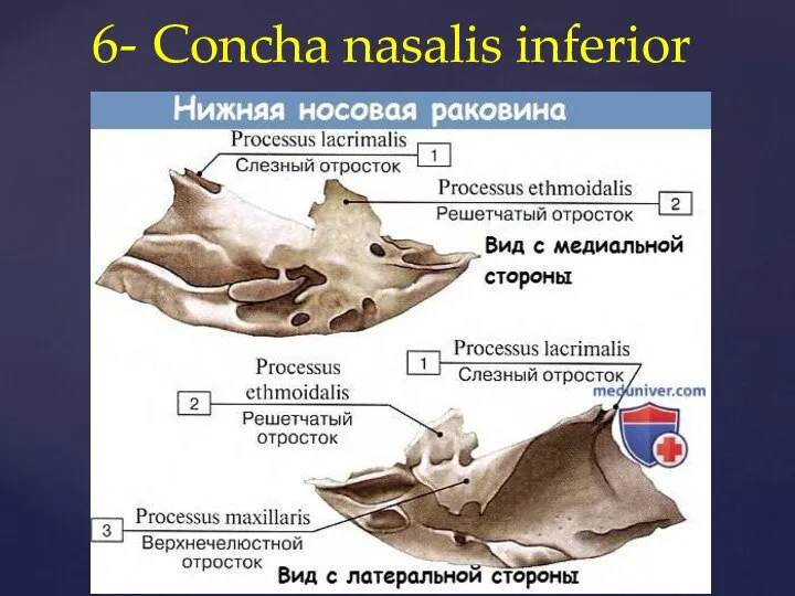 6- Concha nasalis inferior