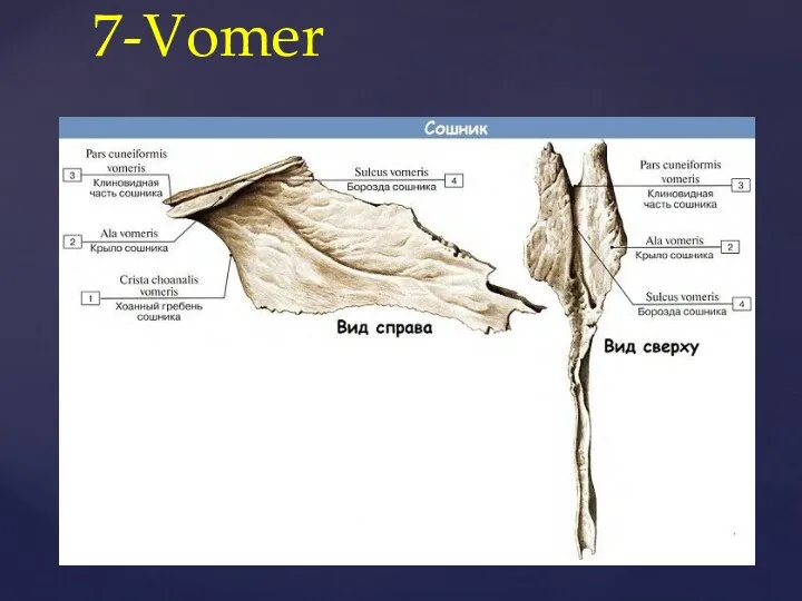 7-Vomer