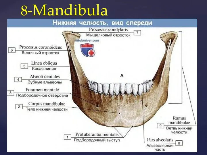 8-Mandibula